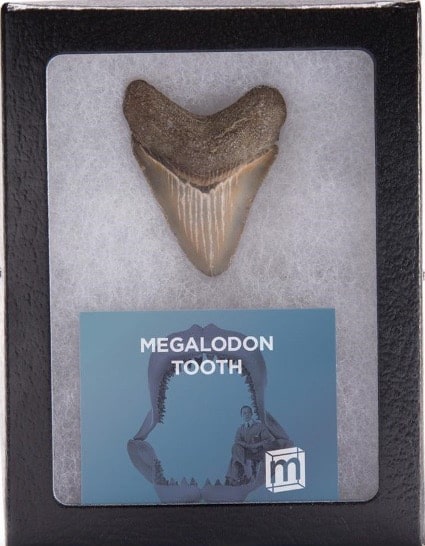 Fragmento de un diente de megalodon