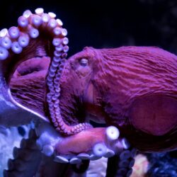 entrada el pulpo