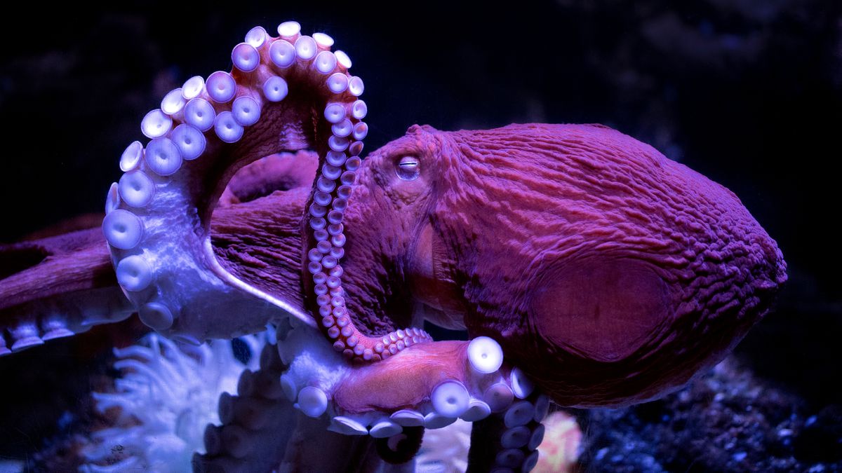 entrada el pulpo